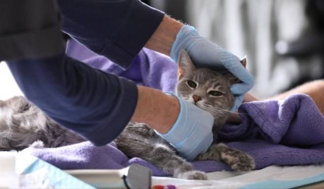 미국 뉴욕 맨해튼에서 한 수의사가 8살짜리 고양이에게서 신종 코로나바이러스 감염증(코로나19) 감염 여부를 검사하기 위해 검체 채취를 하고 있다. 로이터/연합뉴스 제공