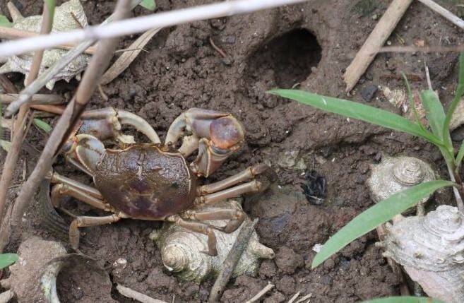 제주 서귀포시 대정읍 동일리 해안도로변 습지에서 발견된 멸종위기 야생생물 갯게. 제주환경운동연합 제공