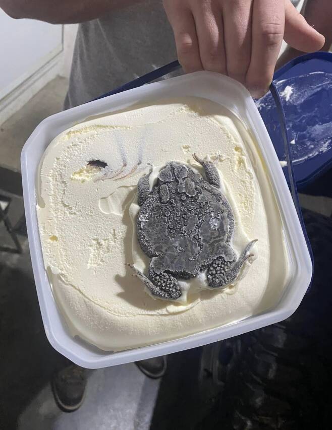 최근 미국 유명 아이스크림 회사 제품에서 거대한 두꺼비 사체가 나왔다./사진=트위터