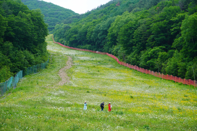 강원도 정선 하이원리조트의 스키장 슬로프가 여름 야생화 꽃밭으로 변신했다. 화사하게 차려입은 방문객들이 ‘인생샷’을 찍기 위해 자리를 잡고 있다.