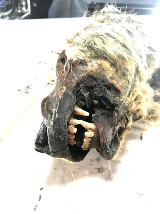 러시아 극동부 야쿠티아서 발굴된 3만2천년 전 회색늑대 머리  [Love Dalen 제공/ 재판매 및 DB 금지] photo@yna.co.kr