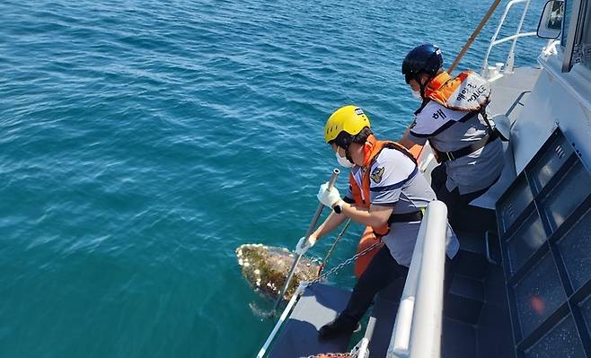 강원 고성군 아야진항 인근에서 오전 11시3분쯤 해양보호생물인 붉은바다거북 사체가 발견됐다. 현장에 출동한 해양경찰이 사체를 인양하고 있다. 속초해양경찰서 제공.