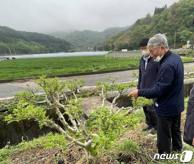 한치복 한국산초연구회장이 산초나무 신품종 개발을 위해 묘목을 살펴보고 있다.(산림품종관리센터 제공)2022.7.2/© 뉴스1