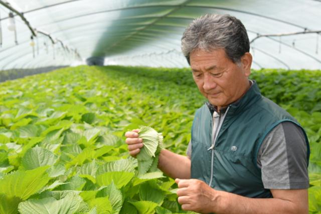 한국깻잎생산자연합회장인 김응한씨가 지난달 22일 경남 밀양시 상동면 농장에서 수확을 앞둔 깻잎 상태를 점검하고 있다. 이동렬 기자