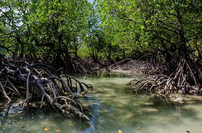 태국 팡가 지역 해안을 따라 형성된 맹그로브숲 [123RF]
