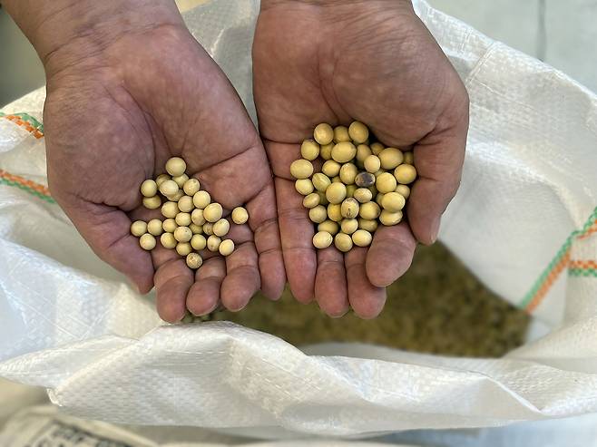 식당 황금콩밭에서 쓰는 콩. 경북 영주 부석사 인근에서 키운 콩을 주로 쓴다. 왼쪽은 두부용 특백태, 오른쪽은 부석태. /박정배