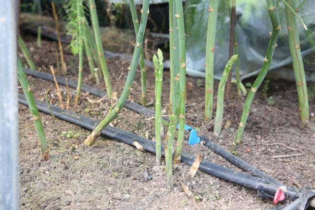 연둣빛 아스파라거스 순이 올라와 있다. 강원도농업기술원 제공