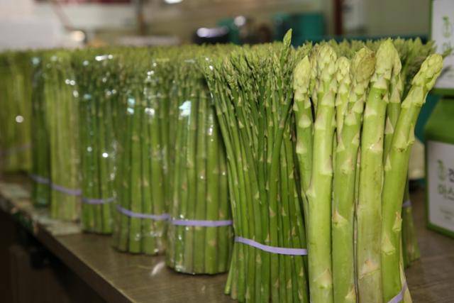높이 25㎝로 선별된 아스파라거스가 다발로 묶여져 있다. 강원도농업기술원 제공