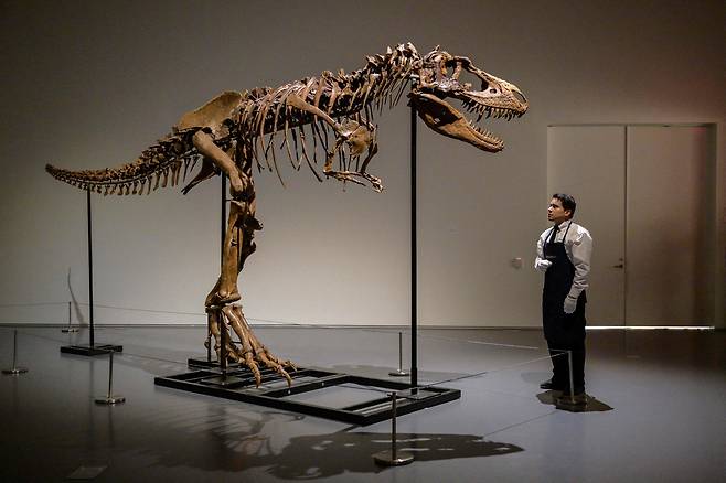이번에 팔린 고르고사우루스 화석은 지난 2018년 미국 몬태나주 해버 인근 주디스리버층에서 발굴됐다. 높이는 약 2.8m, 머리에서 꼬리 골격까지 길이는 약 6.7m에 달한다. / 사진=AFP 연합뉴스