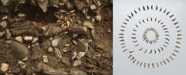 연대도 7호무덤 발굴 당시 발찌가 출토된 상태(왼쪽)와 발찌를 정돈한 모습. 임학종 관장 제공
