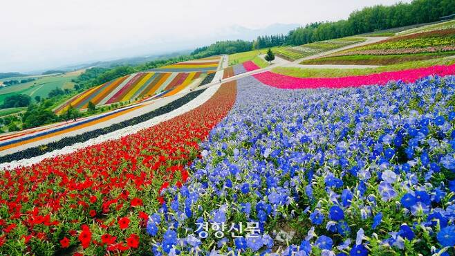 보랏빛 라벤더를 비롯해 형형색색의 꽃으로 가득한 홋카이도의 여름