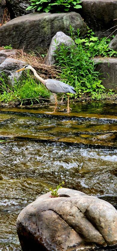 꽃카페 갯 징검다리 청계천 2 : 청계천 광교 인근 자연석 형상의 징검다리 위에 노란 개갓냉이 꽃이 피어 있다. 물고기를 노리는 왜가리가 징검다리 곁을 걷고 있다. 6월 하순 촬영