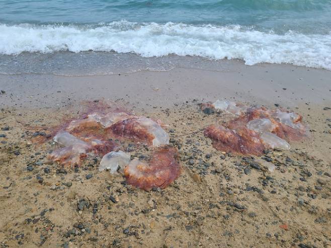 6일 부산 기장군 임랑해수욕장에서 해수욕객 수십명이 대형 해파리떼에 잇따라 쏘이는 사고가 발생했다. 독자 제공