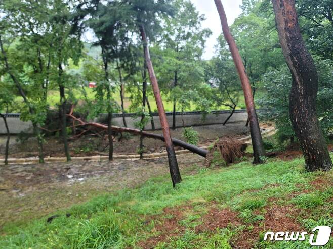 인릉과 궁정원 담장 주변에서 폭우로 쓰러진 나무. (문화재청 제공) ⓒ 뉴스1