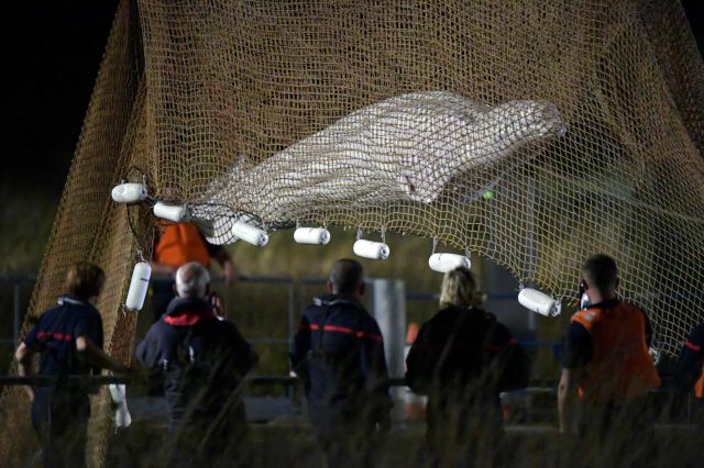 9일(현지시간) 프랑스 노트르담드라가렌 인근 센강에서 구조대원들이 벨루가(흰고래)를 그물로 들어 올리고 있다. AFP/연합뉴스