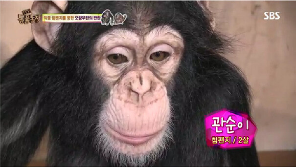 침팬지 관순이는 새끼 때 인공포육 중인 모습이 2013~2014년 여러 차례 인기 예능 프로그램에 방송돼 사랑을 받았다. 티브이 화면 갈무리