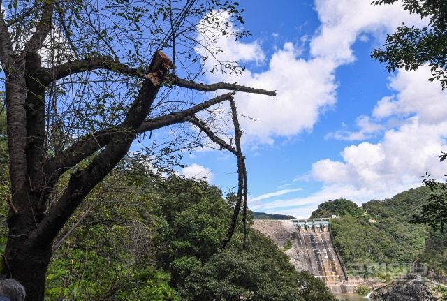 11일 강원도 춘천 소양강댐이 개방한 가운데 인위적으로 훼손된 나무가 보이고 있다.