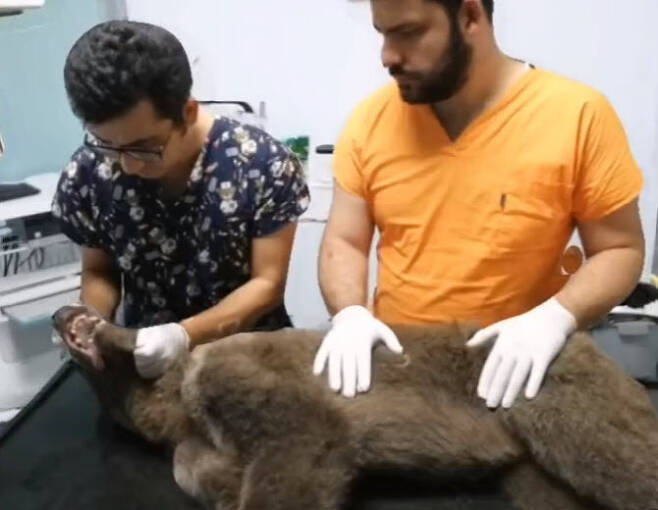 튀르키예에서 새끼 곰 한 마리가 환각물질이 포함된 꿀을 먹고 비틀거리는 상태로 발견돼 동뮬병원으로 이송돼 치료를 받았다. (사진=@TCTarim 트위터)