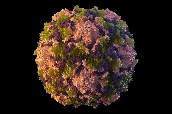 [AP/뉴시스] 영국에서 40년 만에 처음으로 소아마비 바이러스가 나왔다고 영국 보건당국이 10일(현지시간) 발표했다. 사진은 소아마비 바이러스의 모습 2022.07.22 /사진=뉴시스