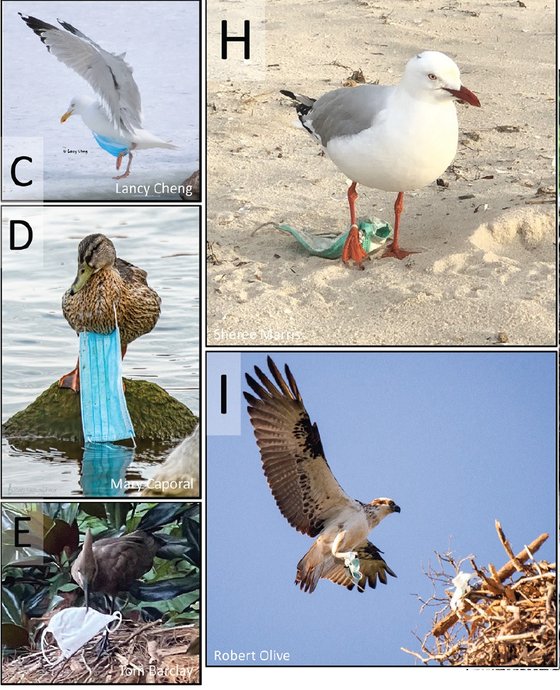 코로나19 이후 버려진 마스크들이 새들의 생존을 위협하고 있다. 새들은 마스크를 둥지 재료로 사용하기도 하지만 다리나 부리와 끈이 얽힐 위험이 있다. [자료: Science of Total Environment, 2022]