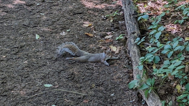 공원 바닥에 대자로 뻗은 다람쥐의 모습 /사진=트위터 NYC Parks