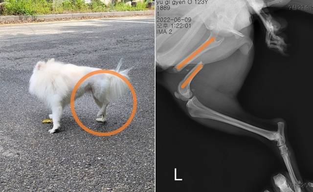 버려진 포메라니안의 왼쪽 뒷다리는 완전히 두조각 나 있었다. 이선 작가 제공