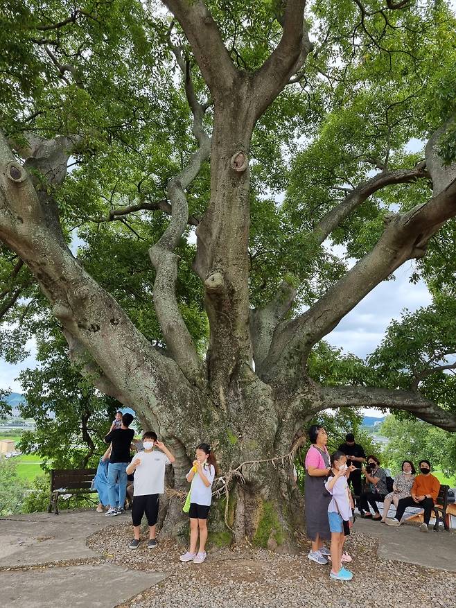 창원시 대산면 동부마을 팽나무. - 방문객들이 팽나무를 배경으로 기념사진을 찍고 있다.