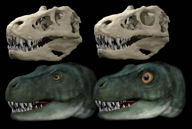수각류 공룡의 무는 힘과 눈의 형태 비교 - 원래의 눈구멍과 눈이 있는 티라노사우루스의 두개골과 복원형태(왼쪽). 원형 눈구멍을 가지고 있다고 가정한 두개골과 복원형태(오른쪽). 타원형의 작은 눈이 먹잇감을 강하게 물 때 발생하는 힘에 의한 두개골의 충격을 줄여주는 것으로 확인됐다.영국 버밍엄대 제공