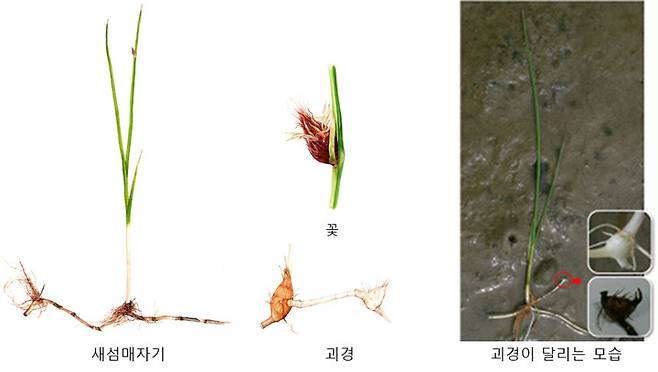 새섬매자기와 고니의 먹이가 되는 괴경(덩이줄기)의 모습.  환경부 제공