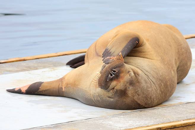 지난달 18일(현지시간) 노르웨이 오슬로 프로그네르킬렌 해안가에서 암컷 바다코끼리의 ‘프레야’가 휴식을 취하고 있다. AFP=연합뉴스=