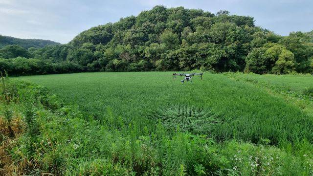 드론을 활용한 방제작업. 고양시 제공