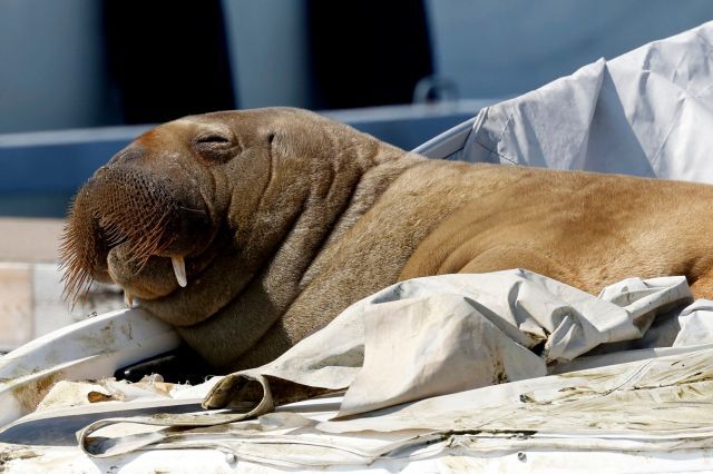 바다코끼리 ‘프레야’가 지난달 19일(현지시간) 노르웨이 수도 오슬로 해안에 정박된 배 위에서 볕을 받으며 잠을 자고 있다. AFP연합뉴스