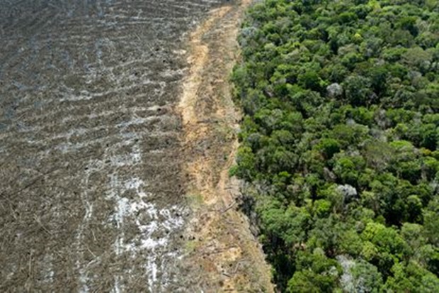불법 벌목으로 초토화되고 있는 아마존 열대우림의 한 지역. 벌목이 진행되지 않은 곳도 선명하게 대조된다. 출처=엘파이스