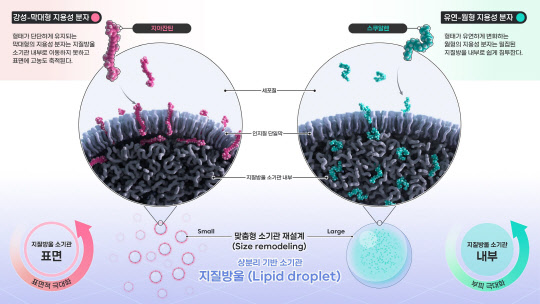 한국화학연구원은 합성생물학 기반으로 살아있는 미생물 세포로 고부가가치 의약품 소재 생산부터 맞춤형 저장까지 가능한 '지질방울 소기관'을 개발했다.



화학연 제공