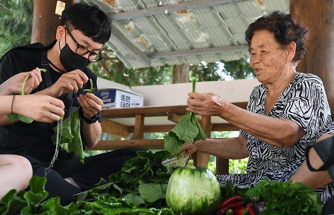 도영진 기자는 지난 7월부터 지역민의 삶속으로 들어가 마을 일을 돕고 그들의 일상, 이야기를 담는 기획 ‘경남신문 심부름센터’를 진행 중이다. 사진은 도 기자가 마을 정자에서 어르신 옆에 앉아 호박잎을 다듬는 모습. /경남신문 제공