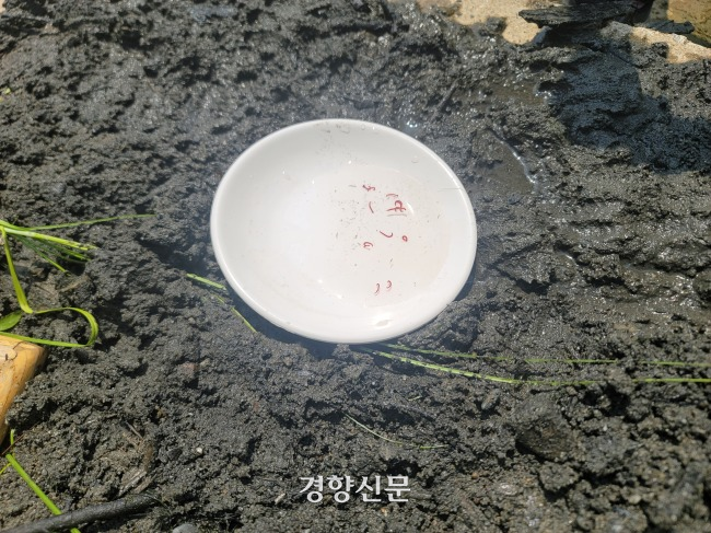 경북 상주시 도남동에 있는 상주보 흙에서 채집된 깔따구 유충. 김현수 기자