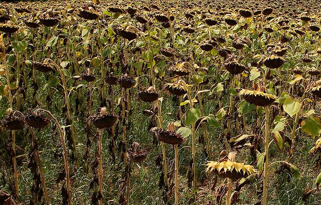 프랑스 남서부 지역의 해바라기가 가뭄과 고온의 영향으로 시들어 있다. 8월14일 촬영/AP연합뉴스