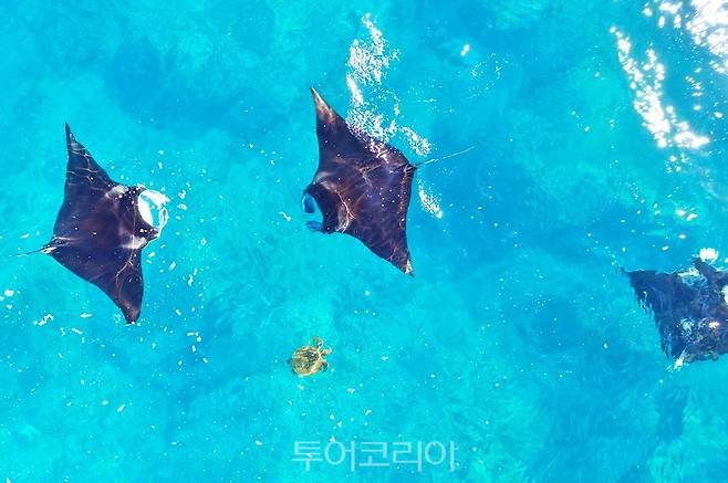 대왕쥐가오리, 닝갈루 리프/사진출처-서호주 관광청