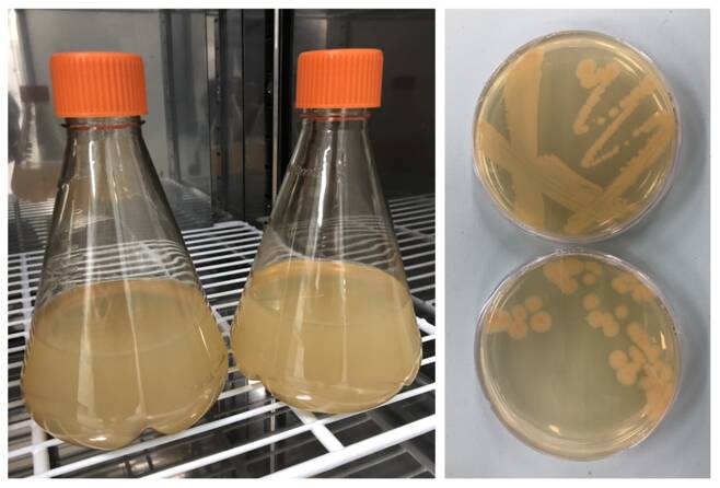 국립생물자원관과 한국과학기술원(KAIST) 연구진이 대전 하수처리장에서 찾아낸 질산염을 암모니아로 전환하는 박테리아들을 배양하는 모습. [국립생물자원관 제공. 재판매 및 DB 금지]