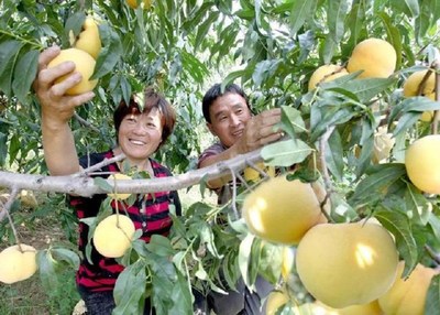 사진: 산둥성 멍인현에서 두 농부가 멍인 복숭아를 수확하고 있다. [Xinhua Silk Road에 제공된 사진] (PRNewsfoto/Xinhua Silk Road)