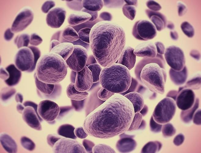스위스 로잔연방공대(EPFL)와 취리히연방공대(ETH) 연구팀이 살아있는 세포를 파쇄하지 않고 RNA를 추출할 수 있는 실시간 염기서열 분석(Live-seq) 기술을 개발했다. GIB