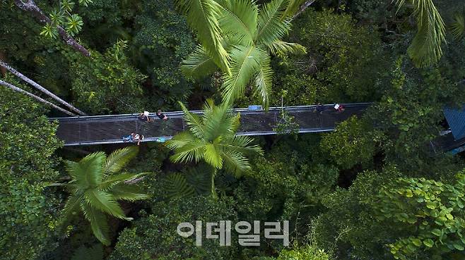 데인트리 열대우림(사진=퀸즐랜드주 관광청)
