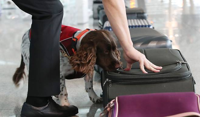 인천국제공항 제1터미널 출국장에서 열린 '마약류 밀반입 예방 캠페인'에서 관계자가 마약 탐지견을 이용한 마약류 탐지 시범을 보이고 있다./뉴스1