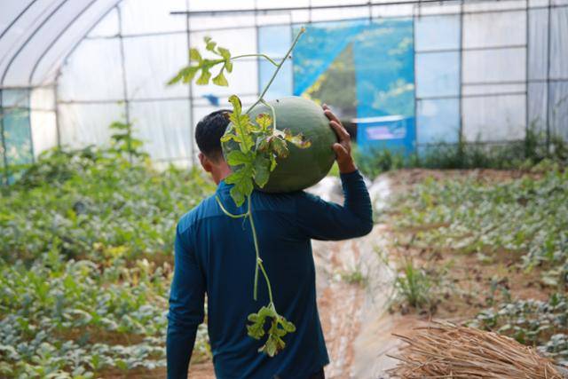 18일 오전 광주 북구 금곡동 무등산수박마을 내 비닐하우스에서 농민이 수확한 수박을 어깨에 짊어지고 나르고 있다.