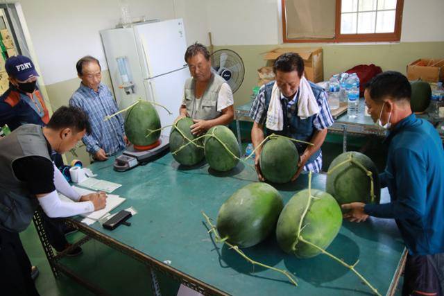18일 오전 광주 북구 금곡동 무등산수박생산조합 공동판매장에서 농민들이 수확한 수박을 선별 출하하고 있다.