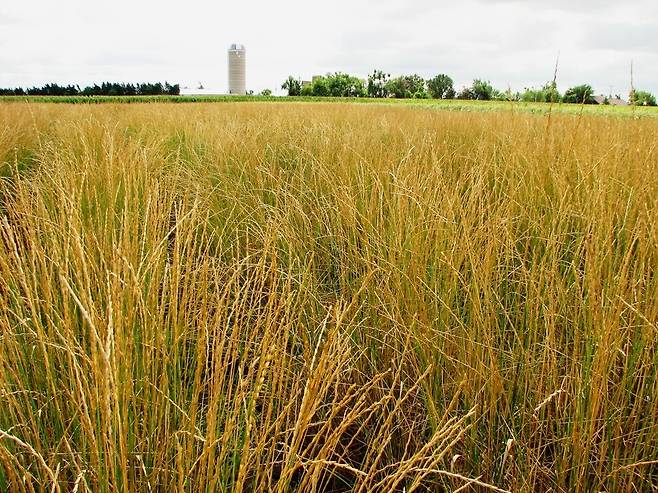 미국 캔사스주의 지속가능 농업을 연구하는 랜드연구소에서 재배되고 있는 컨자. 이 연구소는 최근까지도 컨자를 개량하고 있다. 위키미디어코먼스
