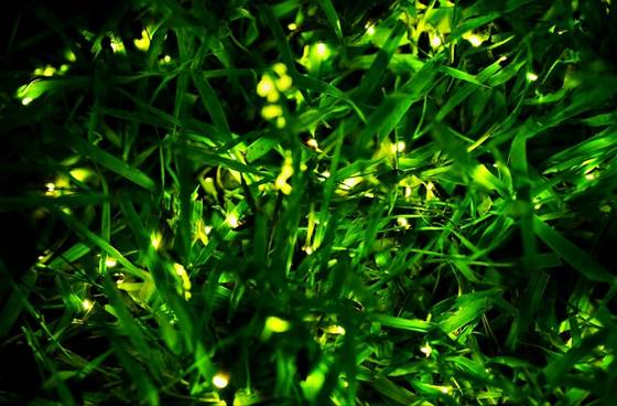 체험장 지하 1층 '반딧불이 숲'에서 불빛을 뽐내는 반딧불이 모습