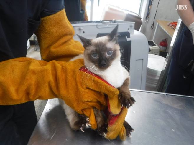 최근 구조됐다가 동물보호센터에서 숨을 거둔 샴 고양이.(제주자치도 동물호보센터)