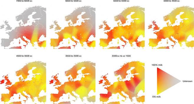 기원전 7000년부터 기원후 1,500년까지 유럽 지역에서의 우유 섭취 변화를 나타낸 그림. (출처: nature)