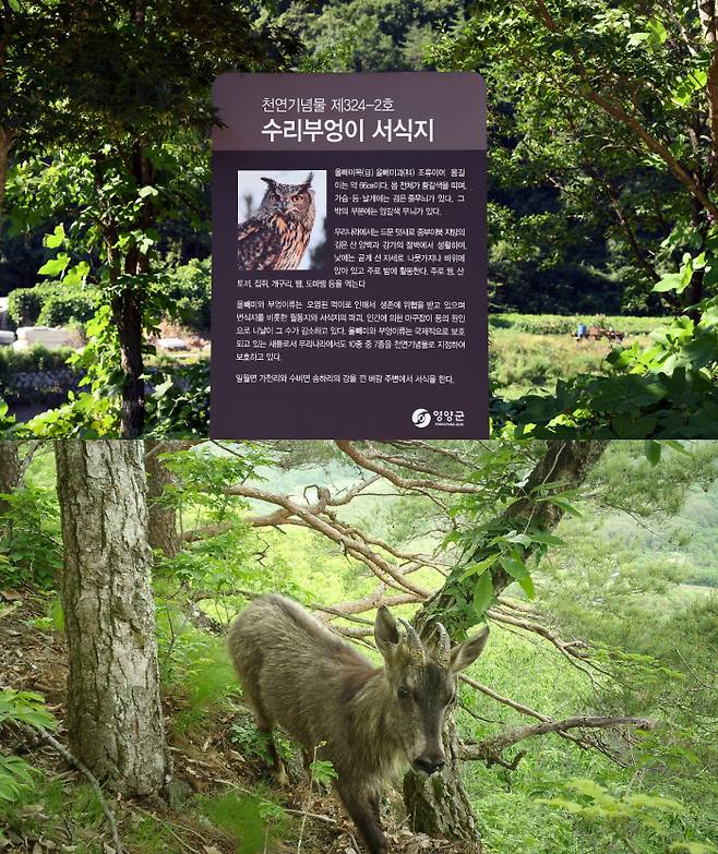 AWP풍력 예정지는 천연기념물인 수리부엉이와 산양의 놀이터다. 사진은 마을 입구 수리부엉이 입간판(위)과 지역 주민들이 무인카메라로 촬영한 산양의 모습 / 박용훈씨 제공